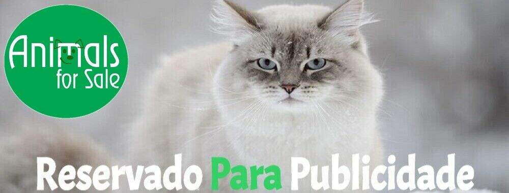 Banner Gato Publicidade