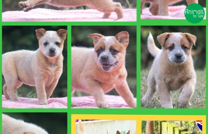 Australian Cattle Dog ● Boiadeiro Australiano