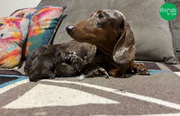 Dachshund filhotes várias cores todas as variedades de pelagem e tamanho