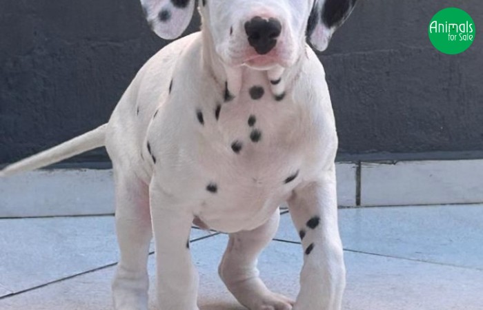 Vende-se espetaculares filhotes de Dálmata com Pedigree