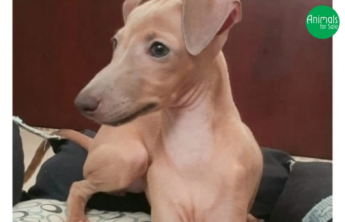 Canil Scuderia dei Baronetti - especializado em Galgo Italiano