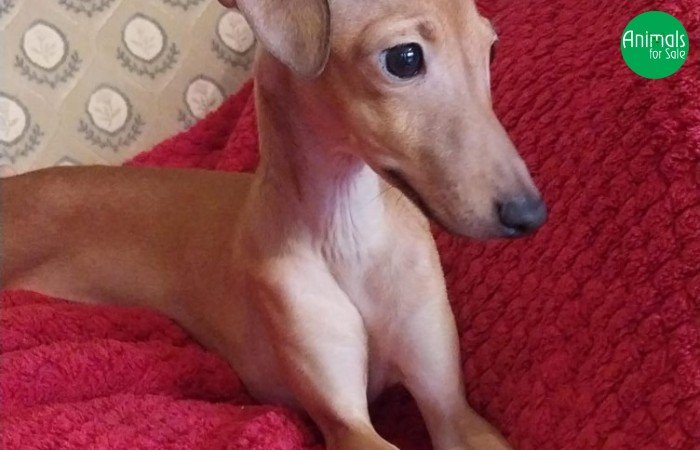 Canil Scuderia dei Baronetti - especializado em Galgo Italiano